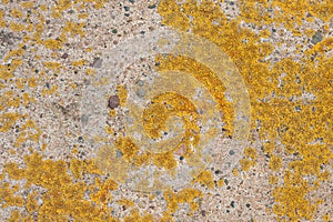 Colorful Lichen Grows on Concrete