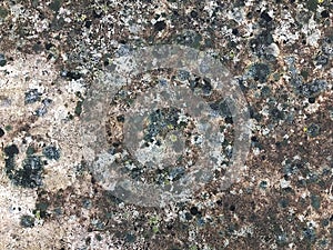 Colorful Lichen Grows on Limestone