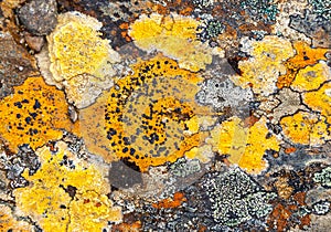 Colorful lichen on a rock