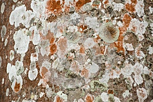 Colorful lichens on the bark of a palm tree, Florida.