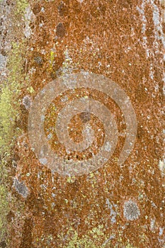 Colorful lichens on the bark of a palm tree, Florida.