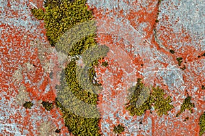 Colorful Lichens in New Zealand