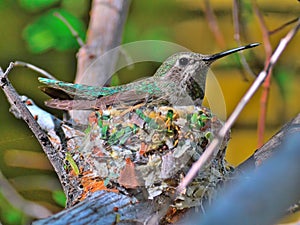 A Colorful Life - nest hummingbird nursery -