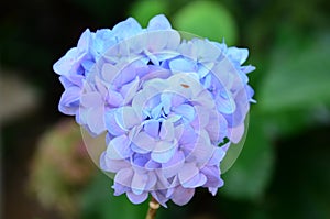 Colorful light blue flowers or cerulean flora sky blue blossom and green leaf plant tree in garden park tropical freshness at Mae