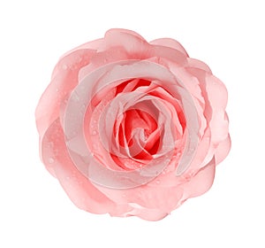 Colorful light pink rose flowers blooming with water drops top view isolated on white background with clipping path