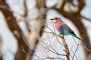 Colorful Lilac-breasted Roller