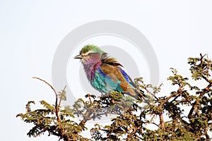 Colorful lilac-breasted Roller perched