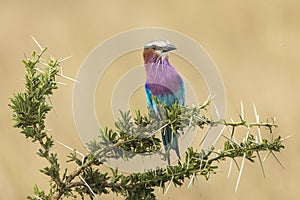 A colorful lilac-breasted roller sitting on tree during safari in Serengeti National Park, Tanzania. Wild nature of Africa