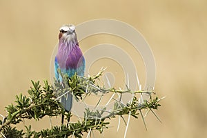 A colorful lilac-breasted roller sitting on tree during safari in Serengeti National Park, Tanzania. Wild nature of Africa