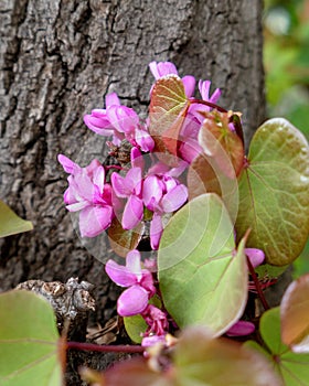 Colorful lilac flowers and green leaves on the tree trunk closeup