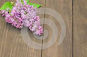 Colorful lilac flowers on wooden background