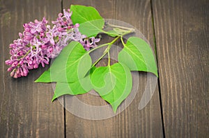 Colorful lilac flowers on wooden background