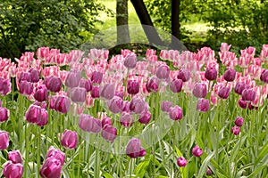 Colorful lilac and rosy tulips flowerbed