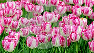 Colorful lilac tulips flowerbed