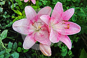 Colorful lilies with green leaves. Beauty of nature. Summer flowers. Drops of water. Petals. Wallpaper