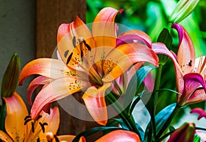 Colorful lillies.