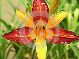 Colorful Lily flower in bloom