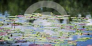 Vistoso lirio almohadillas flotante en silencioso estanque 