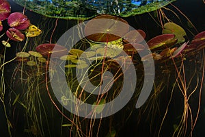 Colorful Lily Pads Underwater in Cape Cod Lake