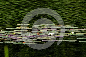 Colorful Lily Pads With White Blossoms