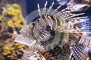 Colorful lion fish floating at the Ripley`s Aquarium in Toronto Ontario Canada