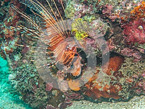 Colorful Lionfish at the coral
