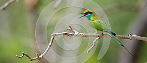 Colorful little green bee-eater bird perch on a bare tree branch wide view photograph, bird chirping loudly, Cute bee-eater