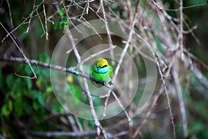 Colorful little green bird named bee-eater is sitting on a dry twig in the Yala Nationalpark