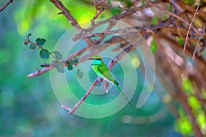 Colorful little green bird named bee-eater is sitting on a dry twig in the Yala Nationalpark