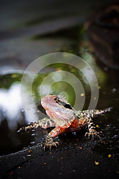 Colorful lizard