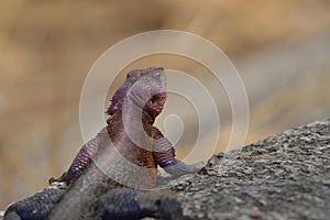 Colorful lizard