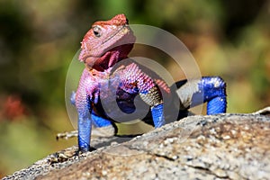 A colorful lizard in the African savannah. Serengeti National Park. Africa.