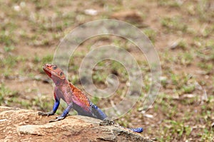 colorful lizard blue and red on a rock in the serengeti natural park