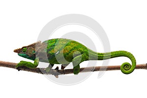 Colorful lizard chameleon isolated on white background