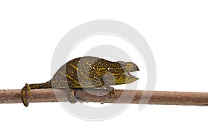 Colorful lizard chameleon isolated on white background