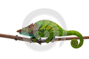 Colorful lizard chameleon isolated on white background