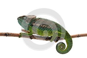 Colorful lizard chameleon isolated on white background