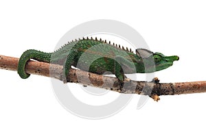 Colorful lizard chameleon isolated on white background