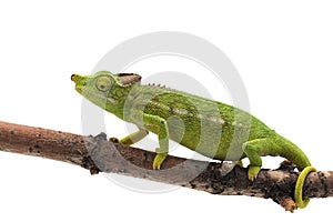 Colorful lizard chameleon isolated on white background