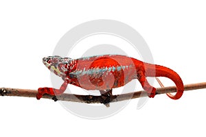 Colorful lizard chameleon isolated on white background