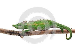 Colorful lizard chameleon isolated on white background