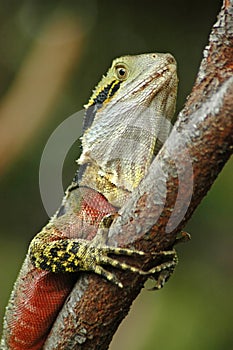Colorful lizard close-up