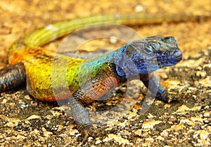 Colorful lizard at Matopos NP