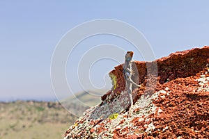 Colorful Lizard Posing on a Rock