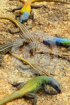 Colorful lizards at Matopos NP