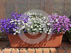 Colorful lobelia erinus flowers photo