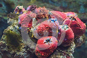 Colorful Lobophyllia LPS coral