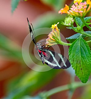 Colorful Longing Butterfly