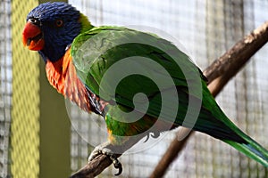 A Colorful Loriini Parrot