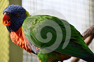 A Colorful Loriini Parrot